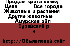 Продам крота самку › Цена ­ 200 - Все города Животные и растения » Другие животные   . Амурская обл.,Бурейский р-н